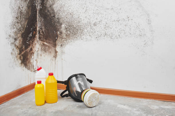 Best Crawl Space Mold Removal  in Hampden Sydney, VA