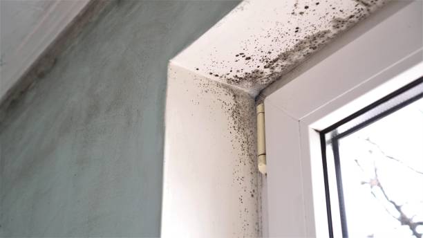 Best Emergency Mold Removal  in Hampden Sydney, VA