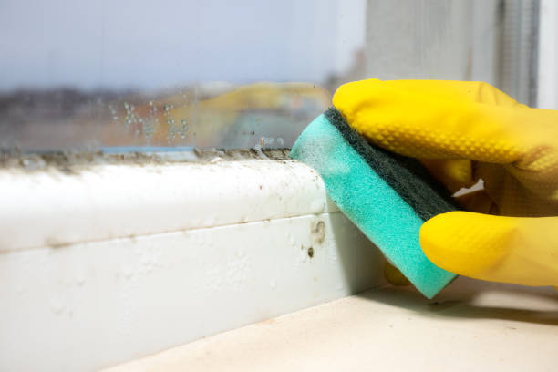 Best Fast Mold Removal  in Hampden Sydney, VA