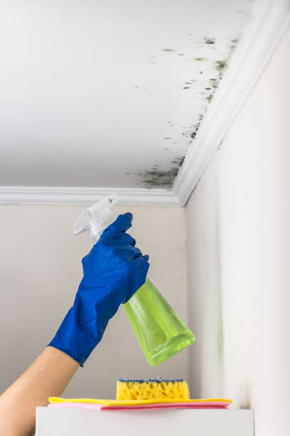Best Mold Removal Near Me  in Hampden Sydney, VA