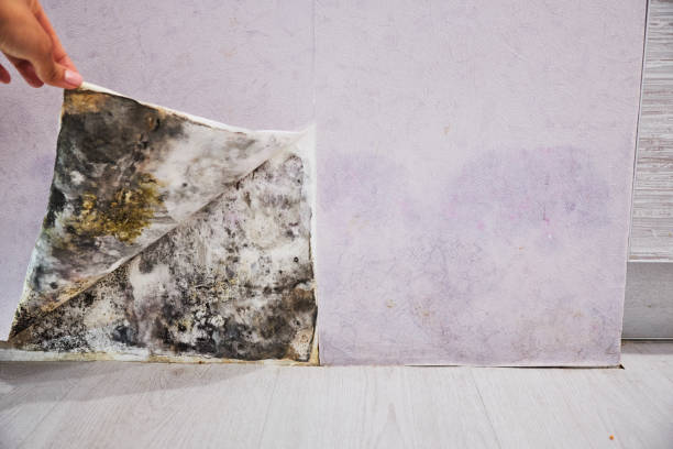 Best Office Mold Removal Services  in Hampden Sydney, VA